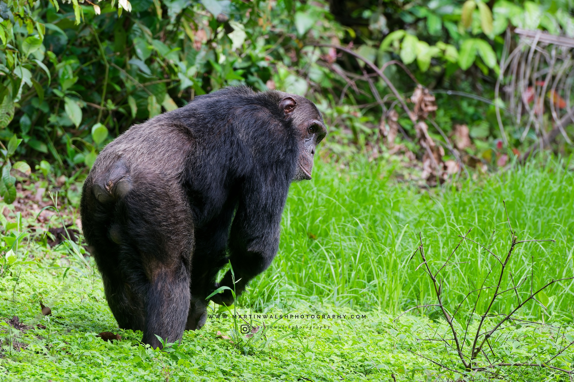 Teddy, the alpha male chimpanzee.