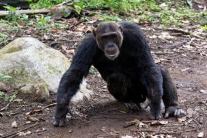 Teddy, the alpha male chimpanzee from Group M in the Mahale Mountains.