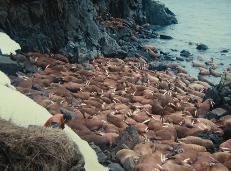 A man with a large group of walruses