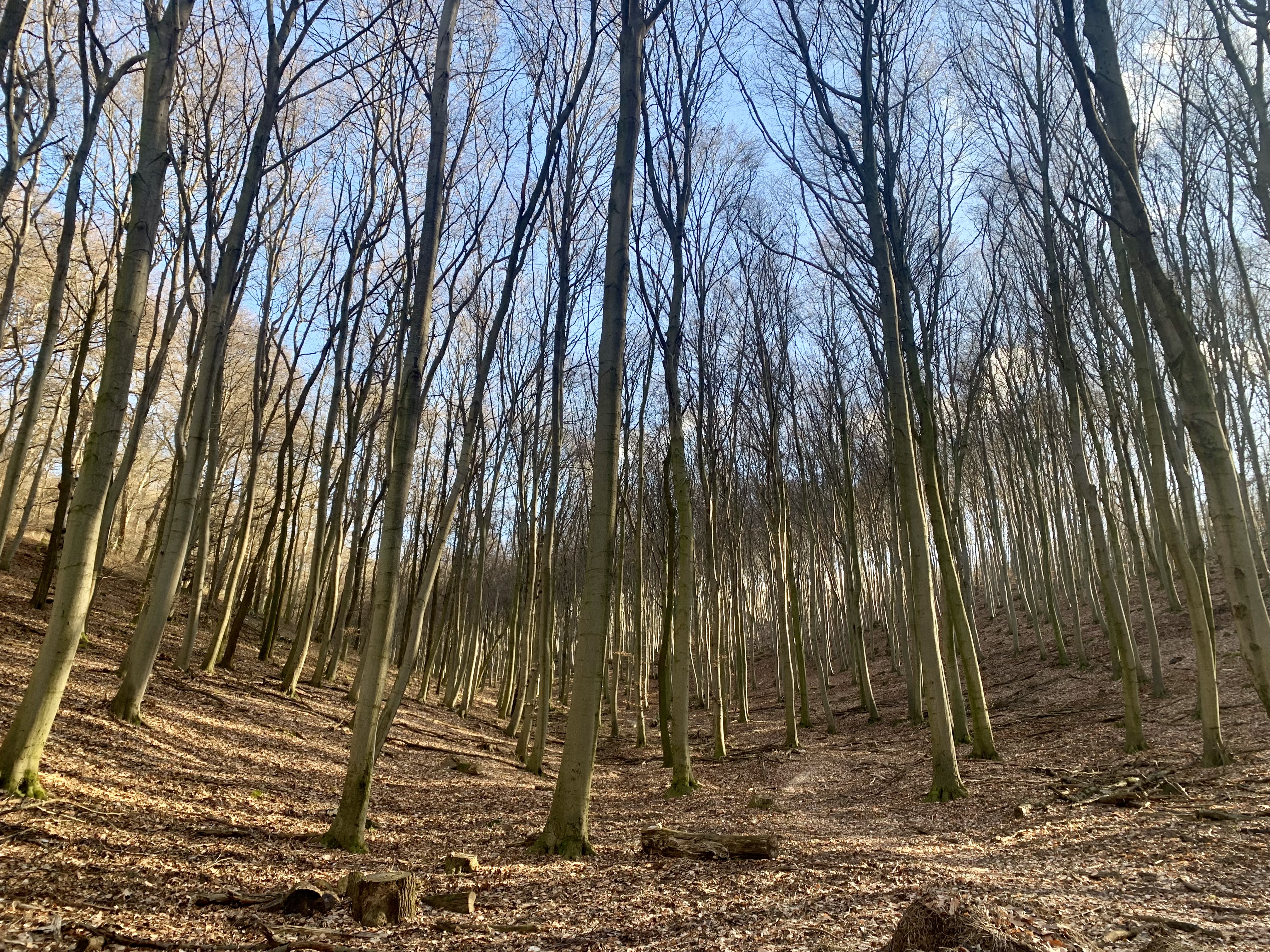 Gerecse Mountains in Transdanubia. Their wide slopes are dense forests where beeches whisper loudly and wild boars grunt among the undergrowth.