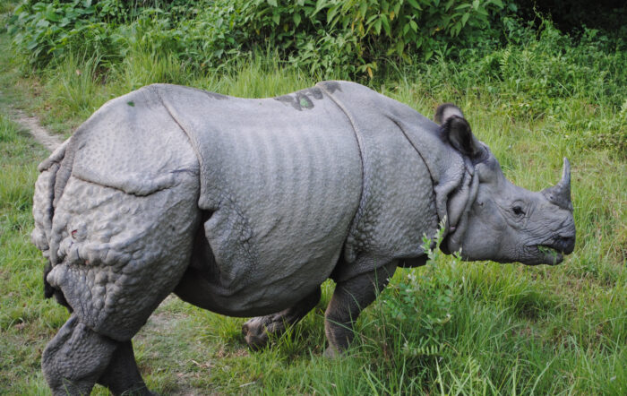Close shot of a rhinoceros in a green setting. 