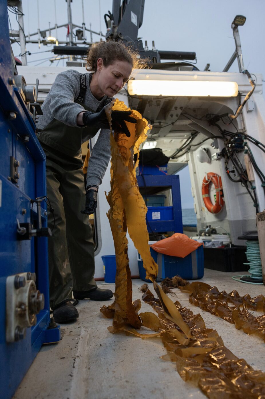 Researcher Kristina Brown looking at a bundle of kelp.