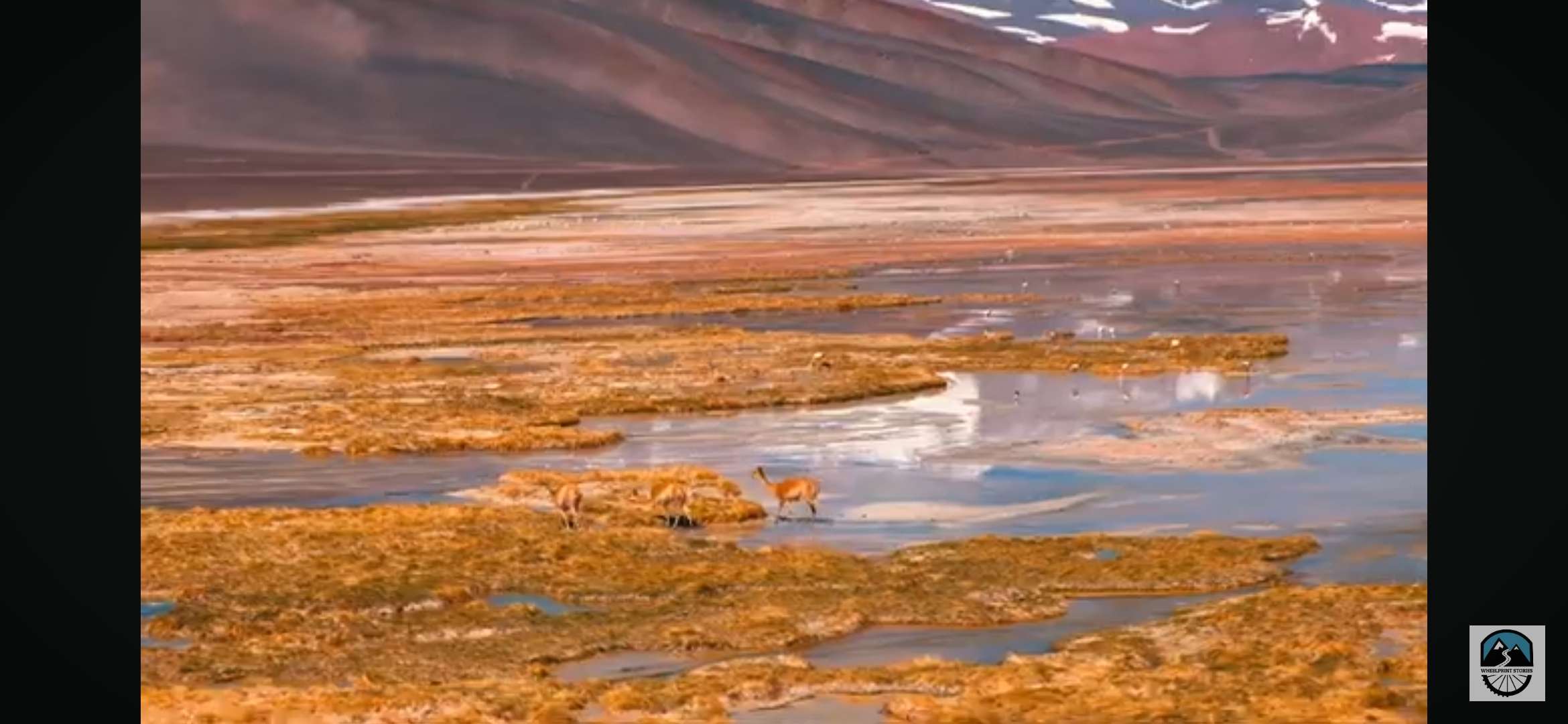 Alpacas in a field of yellow grass.
