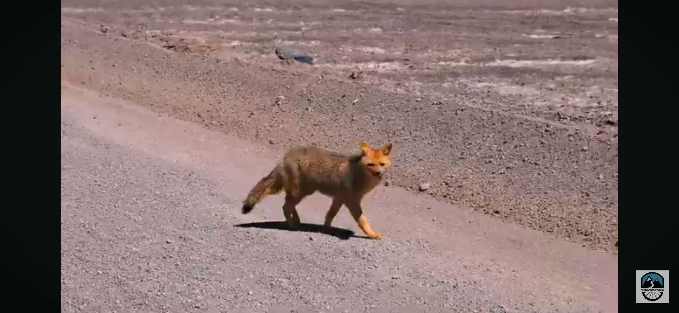 A fox in the desert.