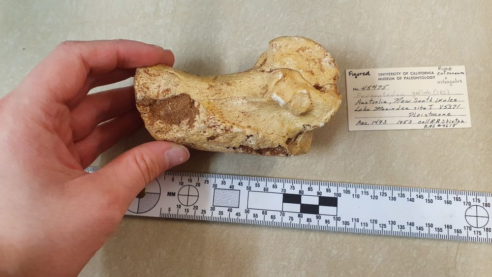 The heelbone of Procoptodon goliah, the largest-known kangaroo species