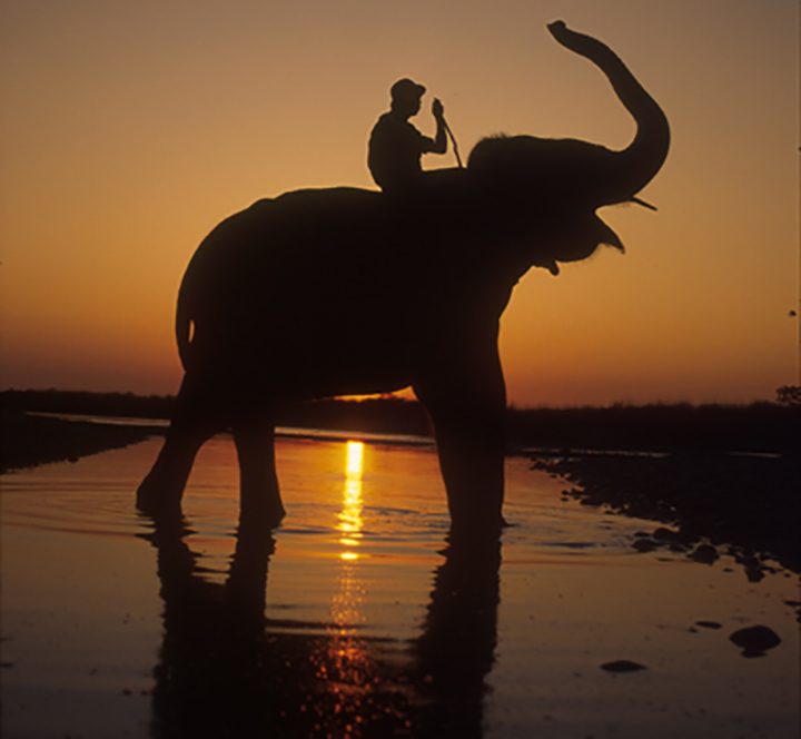 Travel by elephant back