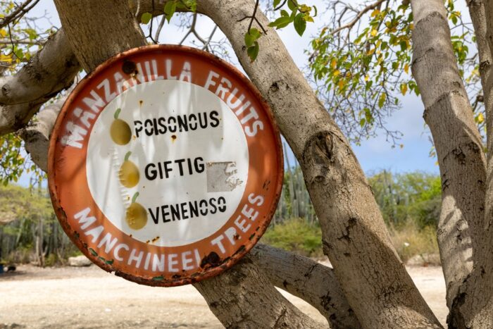 manchineel tree warning