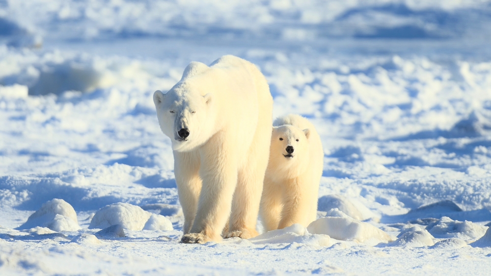 two polar bears