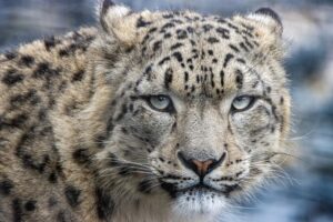 a snow leopard