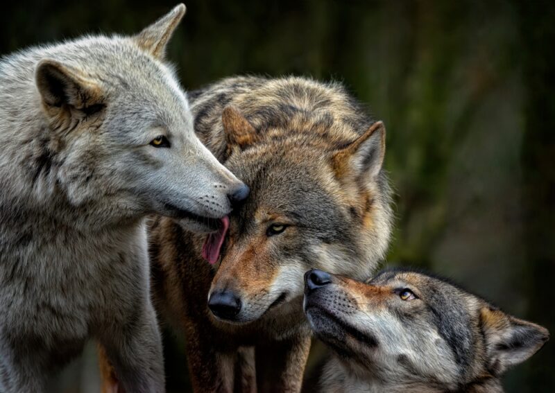A trio of grey wolves