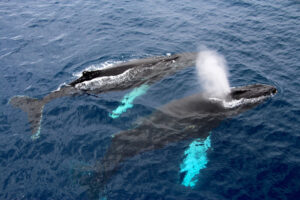 A pair of humpback whales near the surface of the water.