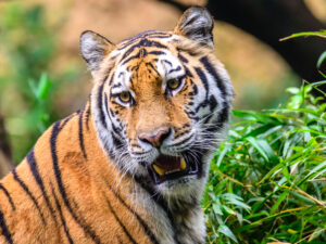 closeup of tiger