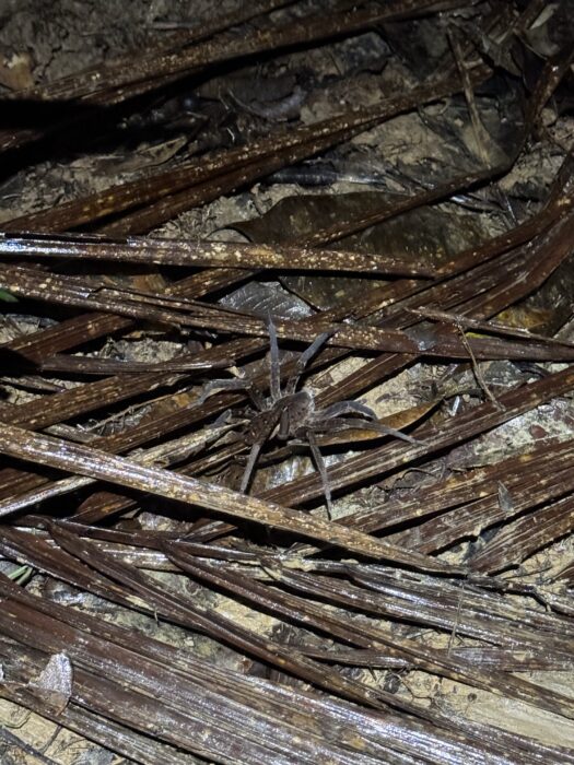 A large spider sitting on leaves on the rainforest floor