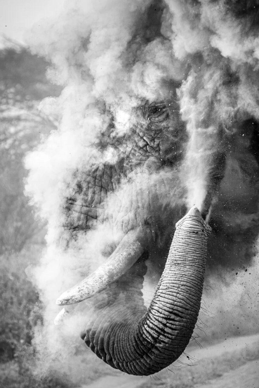 A black and white image of a massive bull elephant showers himself in dust