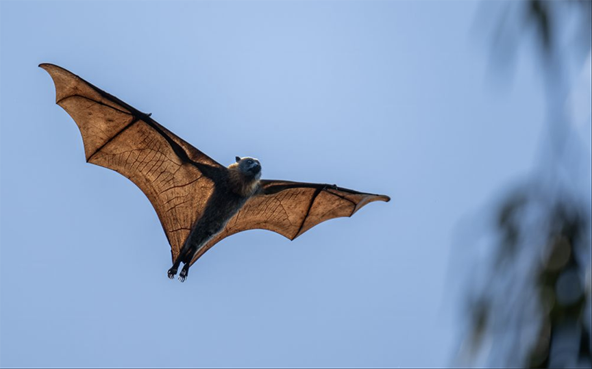bat in air