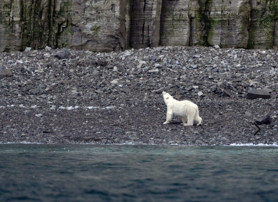 A polar bear wanders along the shore of Prince Leopold Island.