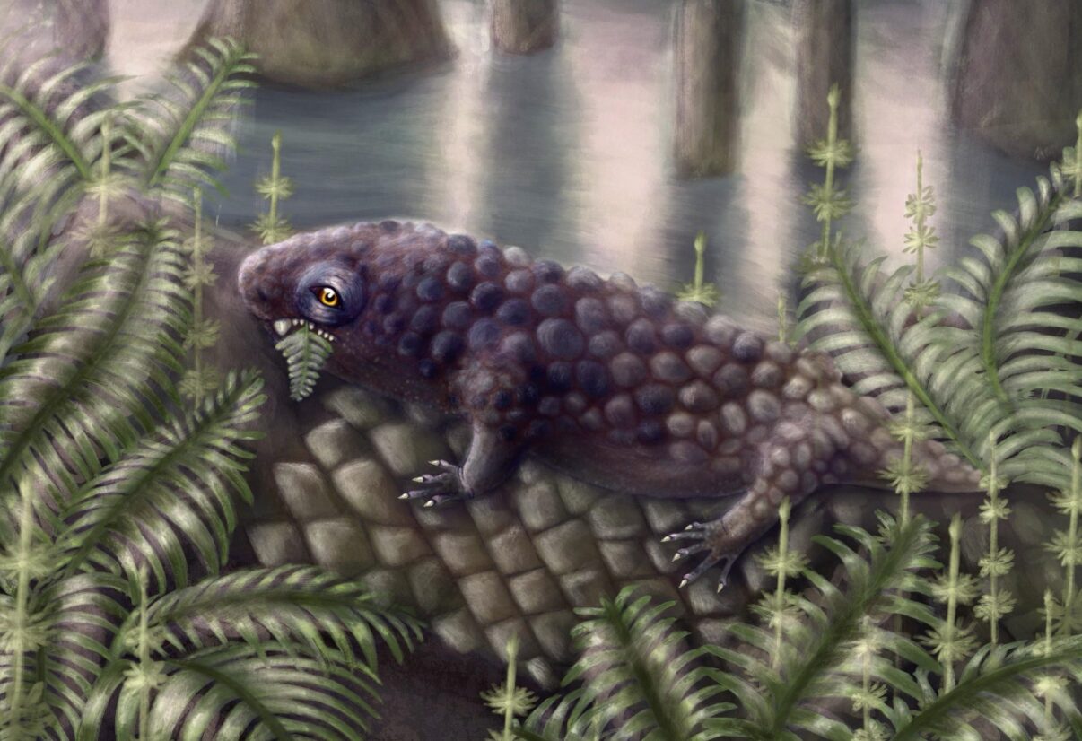 An artists impression of Tyrannoroter heberti - a small, purple, reptile like creature eating a fern