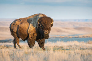 bison on a prairie