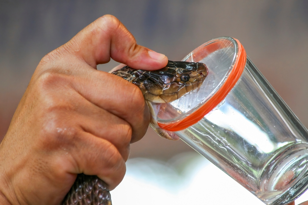 Extracting venom from a cobra