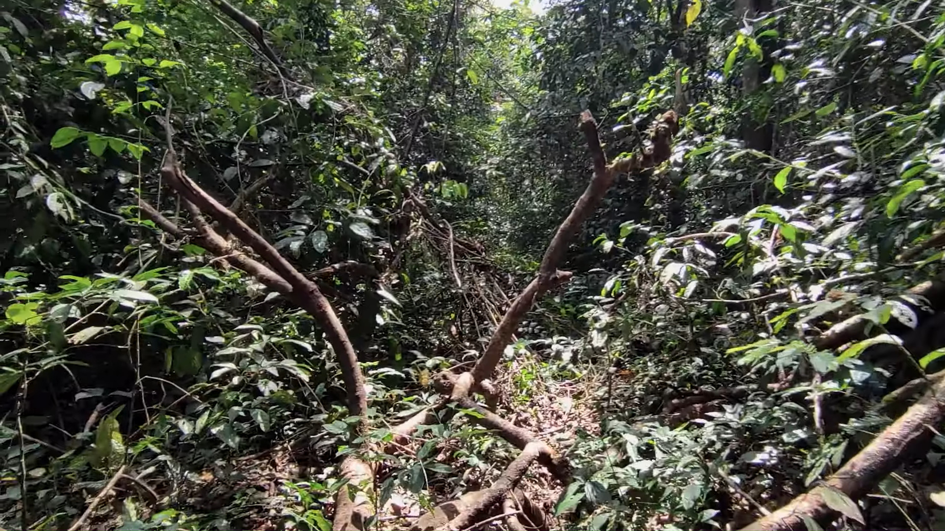 A path through dense jungle
