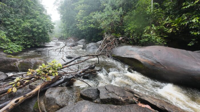 Fast moving water runs through a rocky area with branches in the water