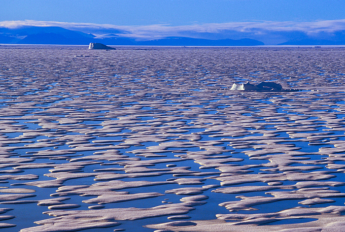 sea ice in early summer