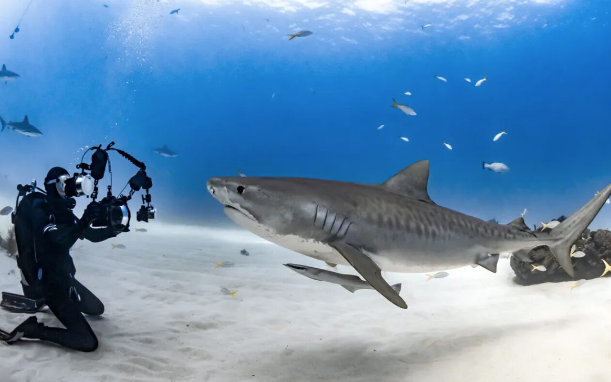 Tanya Houppermans photographing a tiger shark off the coast of Grand Bahama