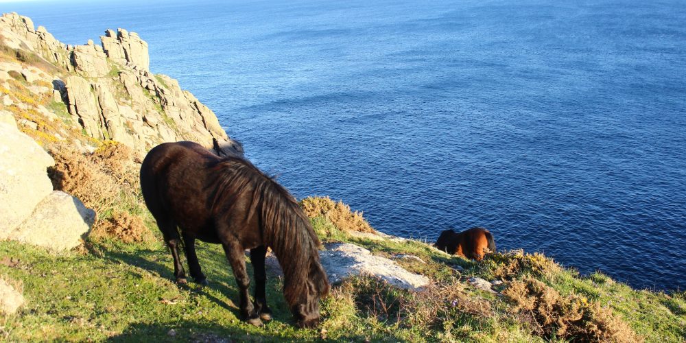 Horses roam the coastline in Cornwall
