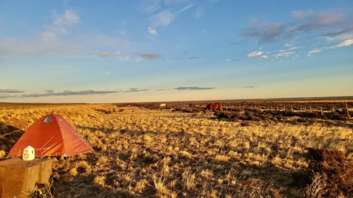 A tent pitched in grassland with two horses grazing