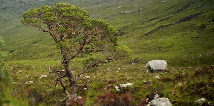 Weekend Warm-Up: The Pine Hunters