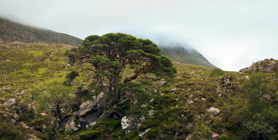 Weekend Warm-Up: The Pine Hunters