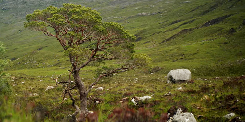 Weekend Warm-Up: The Pine Hunters