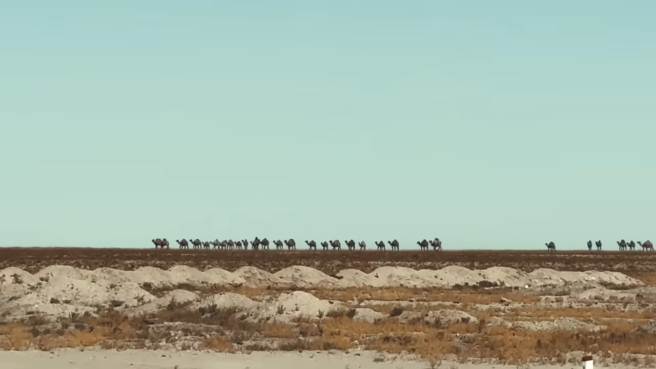 A line of camels in the distance