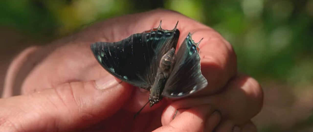 A butterfly held in hands