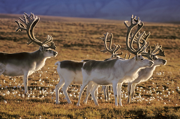 small peary caribou herd