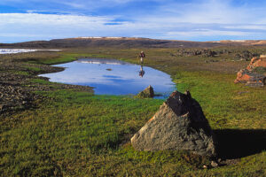 hiker in arctic meadow
