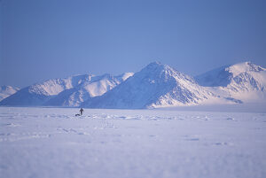 sledder in white arctic landscape