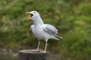 An adult herring gull screeching