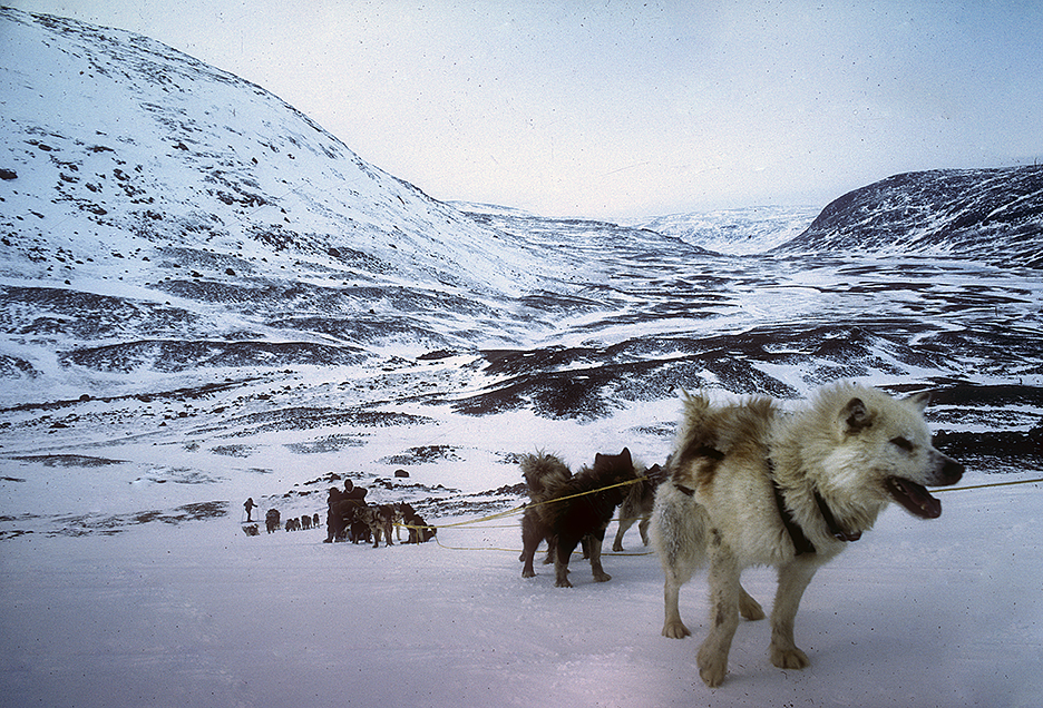 dogsleds going uphill