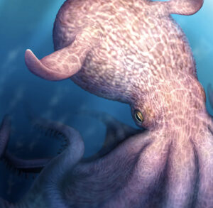 giant fossil octopus