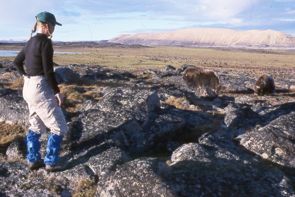 hiker & two muskoxen