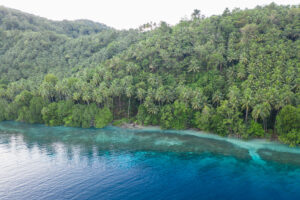 A blue bay meeting dense jungle