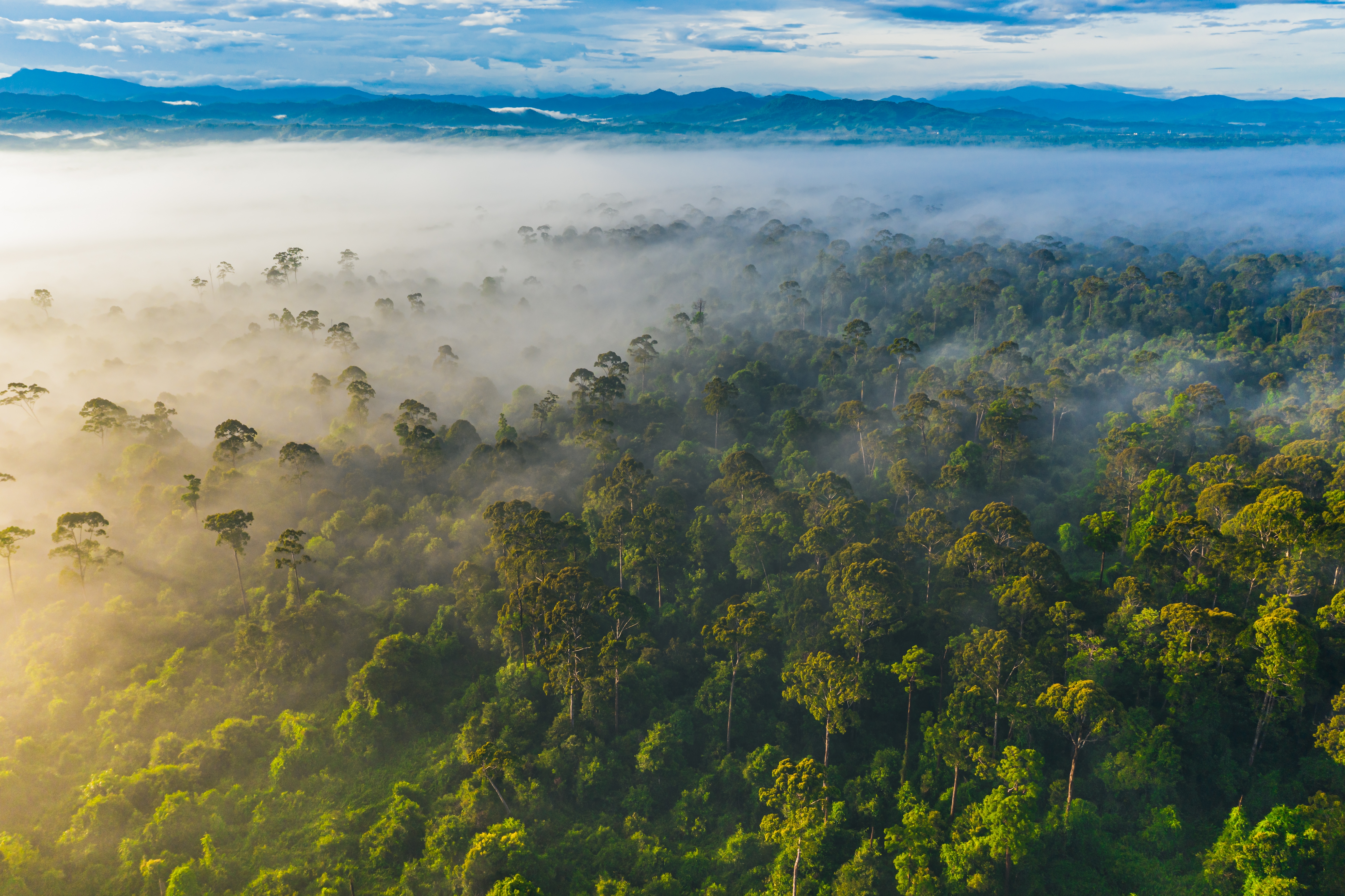 Borneo