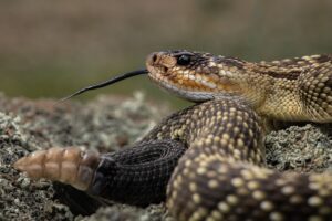 Black-tailed rattlesnake.