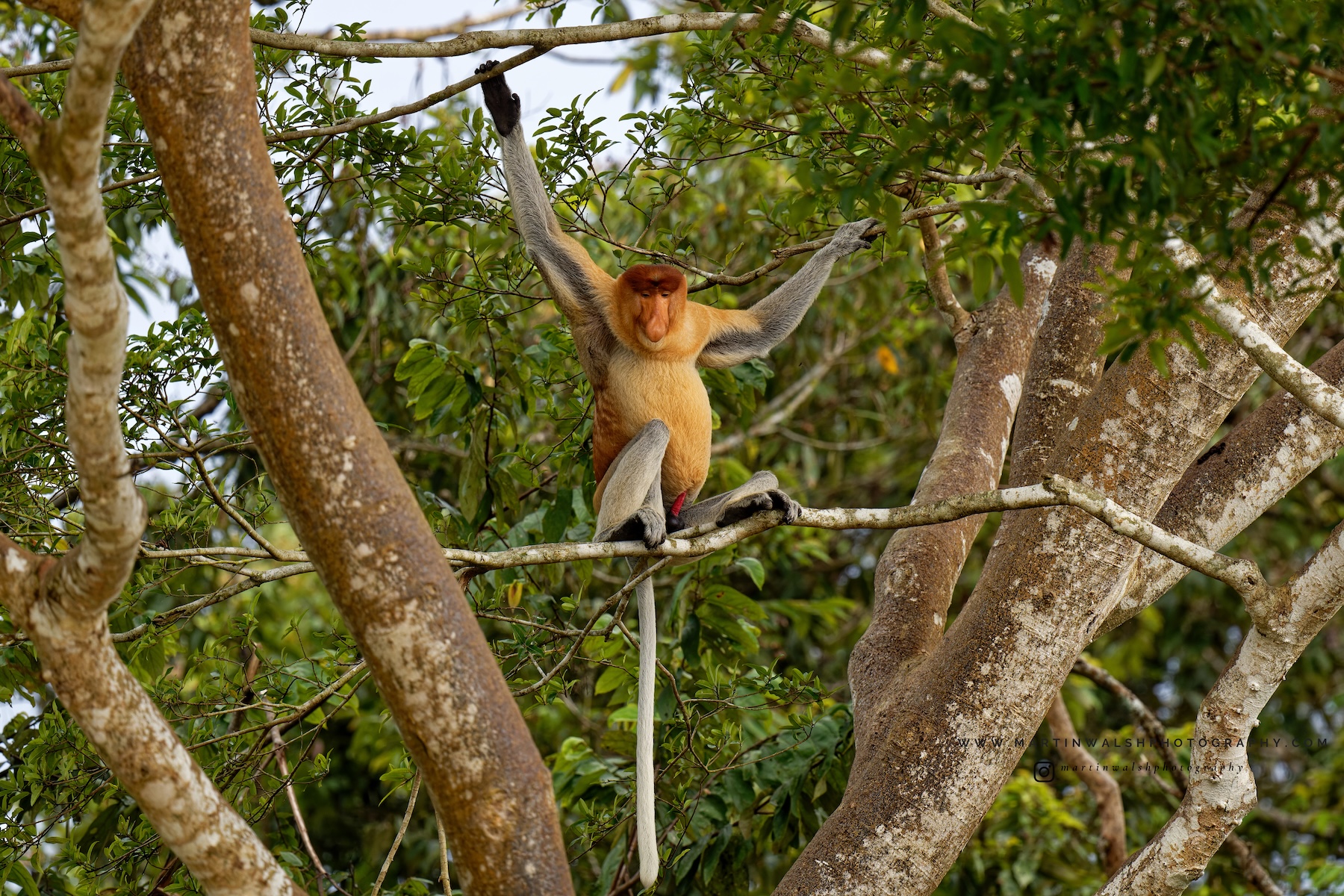 A male proboscis monkey in Sabah.