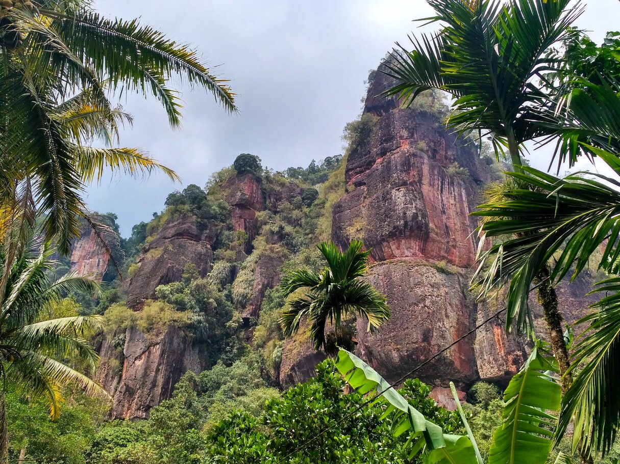A rock wall with lush greenery