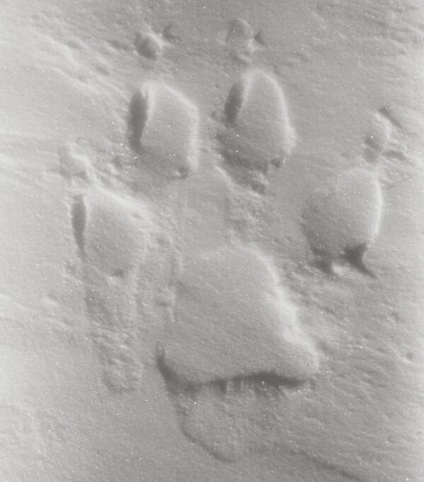 A wolf footprint in snow