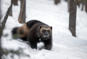 Photograph of a wolverine taken after decades of waiting by John Marriott