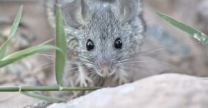 deer mouse portrait