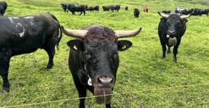 European cows